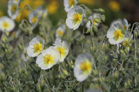 Sonnenröschen 'Snow Queen' / 'Die Braut' - Helianthemum x cultorum 'Snow Queen' / 'Die Braut'