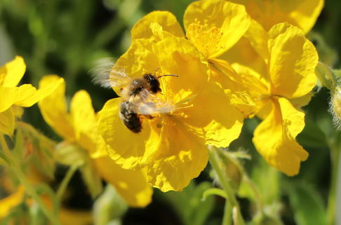 Sonnenröschen 'Sterntaler' - Helianthemum x cultorum 'Sterntaler'