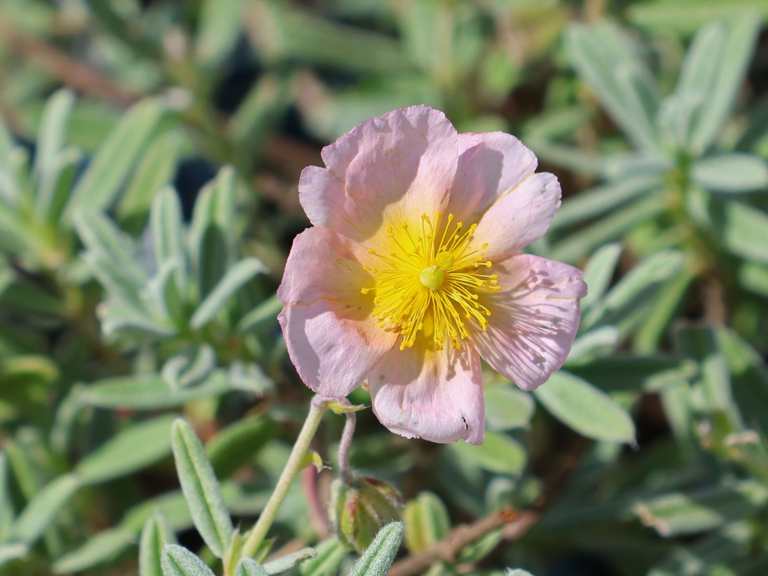 Sonnenröschen 'Wisley Pink'