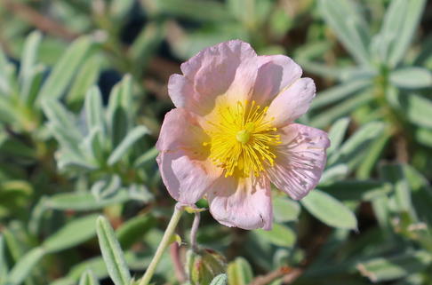 Sonnenröschen 'Wisley Pink' - Helianthemum x cultorum 'Wisley Pink'