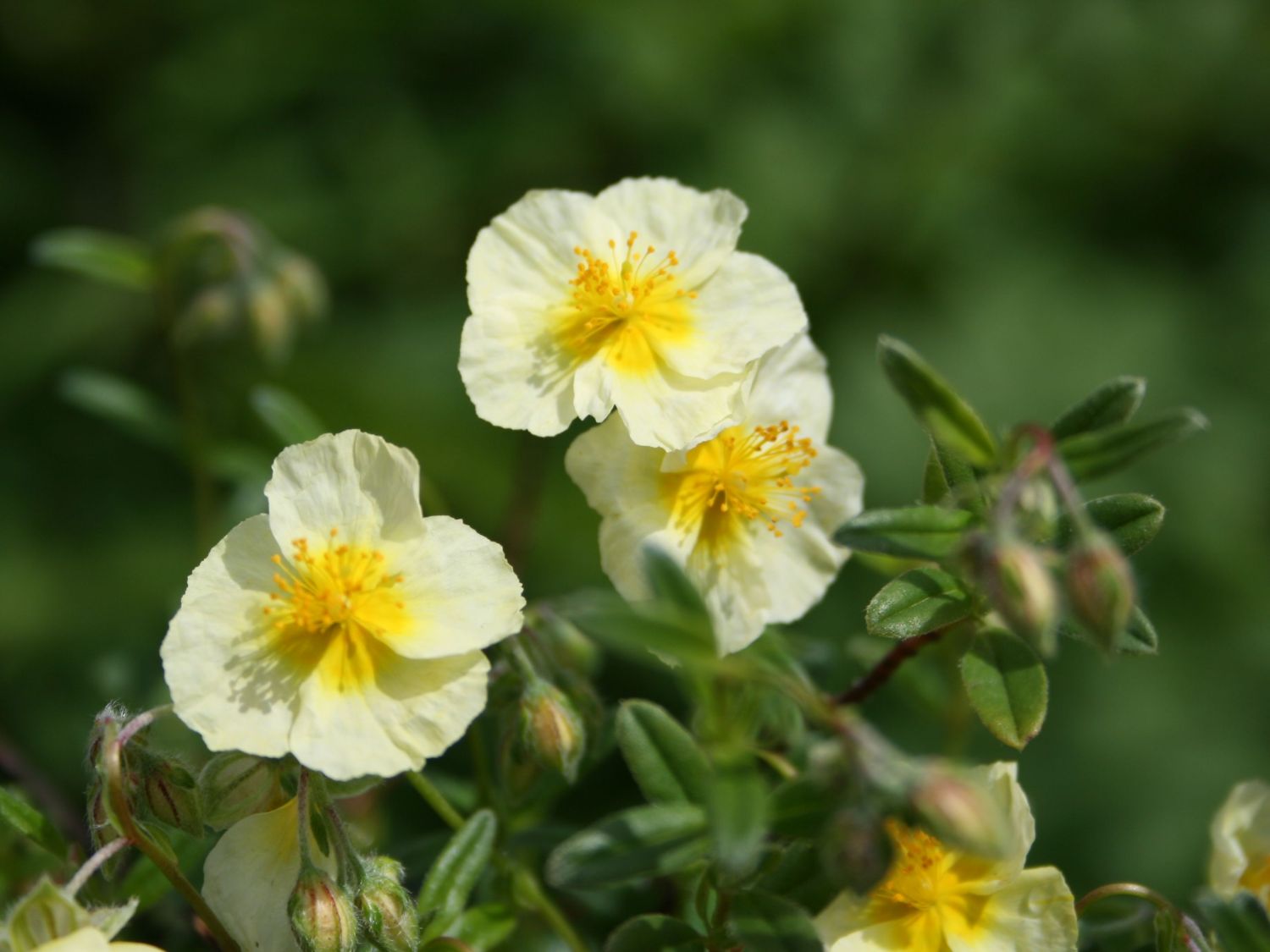 Sonnenröschen 'Wisley Primrose' - Helianthemum x cultorum 'Wisley Primrose'