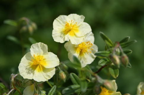 Sonnenröschen 'Wisley Primrose' - Helianthemum x cultorum 'Wisley Primrose'