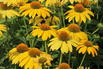 Scheinsonnenhut 'Sombrero Lemon Yellow' - Echinacea purpurea 'Sombrero Lemon Yellow'