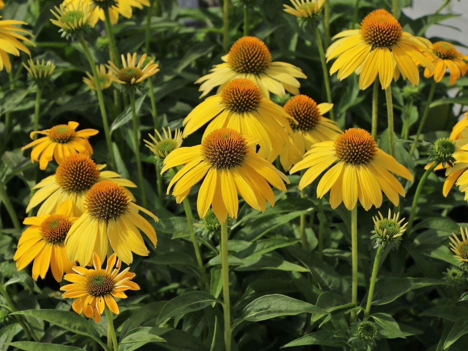 Scheinsonnenhut 'Sombrero Lemon Yellow' - Echinacea purpurea 'Sombrero Lemon Yellow'