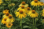Scheinsonnenhut 'Sombrero Lemon Yellow' - Echinacea purpurea 'Sombrero Lemon Yellow'