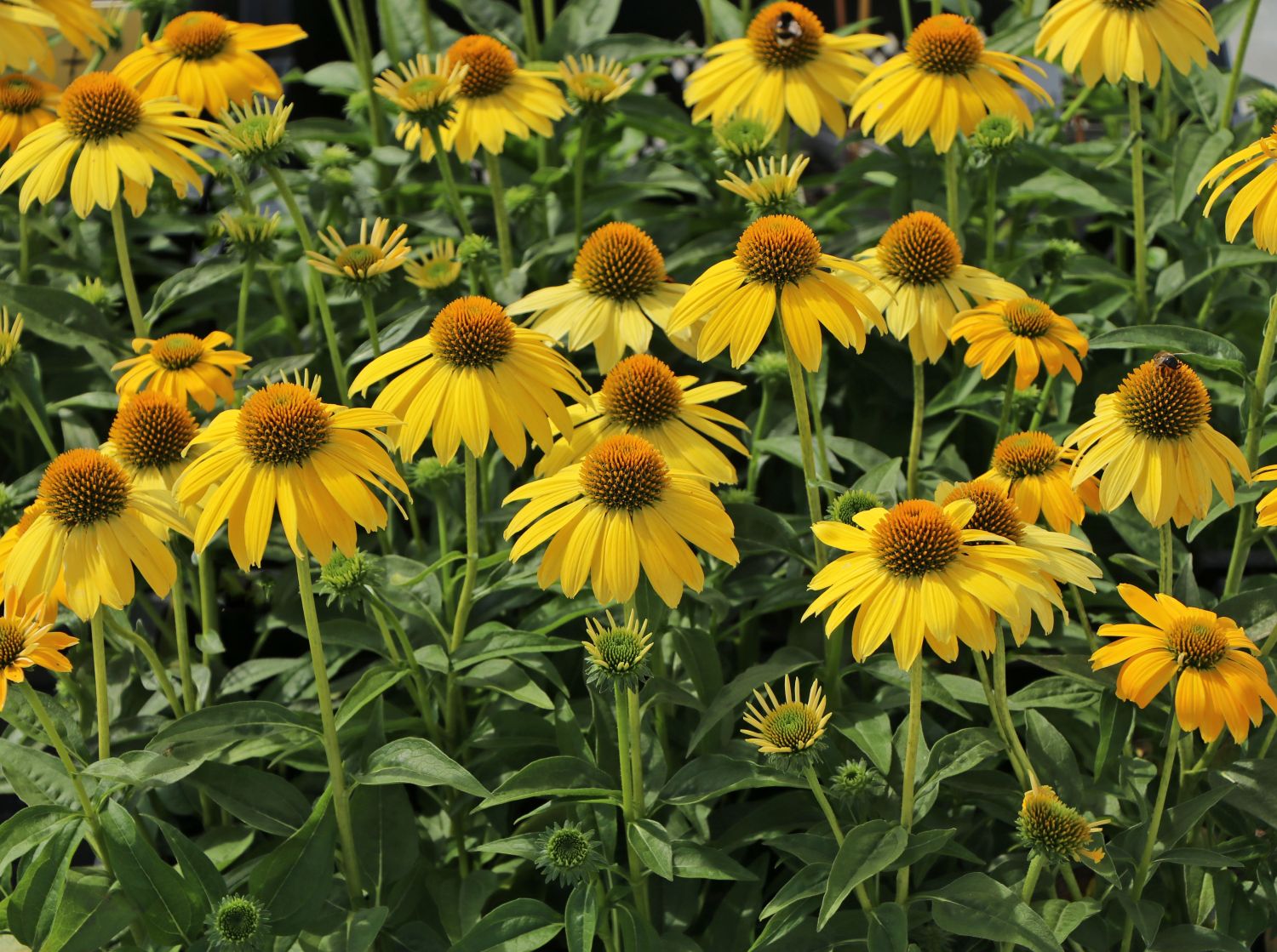 Scheinsonnenhut 'Sombrero Lemon Yellow' - Echinacea purpurea 'Sombrero Lemon Yellow'