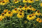 Scheinsonnenhut 'Sombrero Lemon Yellow' - Echinacea purpurea 'Sombrero Lemon Yellow'