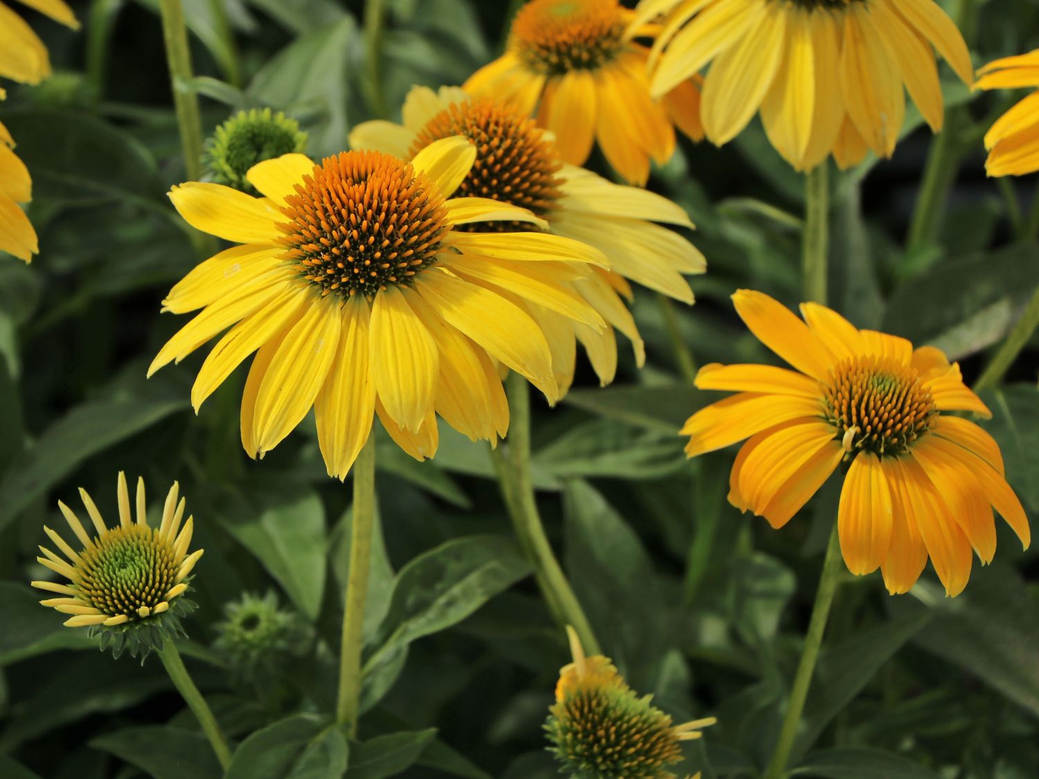 Scheinsonnenhut 'Sombrero Lemon Yellow' - Echinacea purpurea 'Sombrero Lemon Yellow'