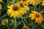 Scheinsonnenhut 'Sombrero Lemon Yellow' - Echinacea purpurea 'Sombrero Lemon Yellow'