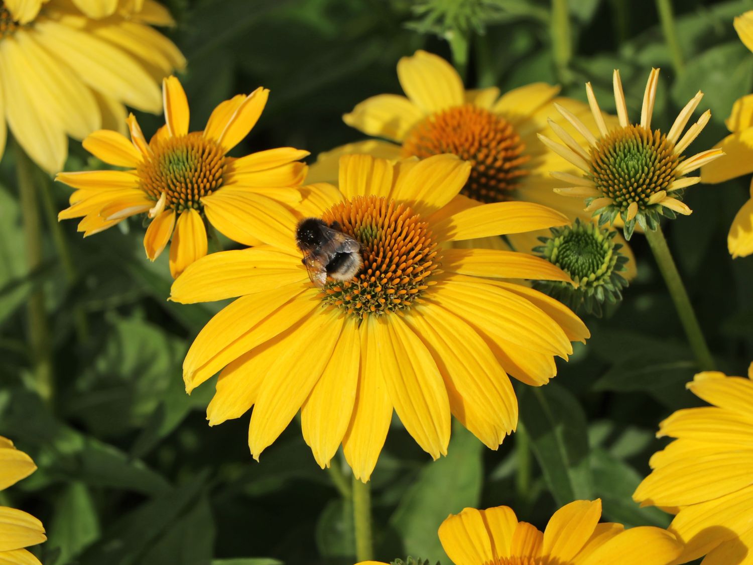Scheinsonnenhut 'Sombrero Lemon Yellow' - Echinacea purpurea 'Sombrero Lemon Yellow'