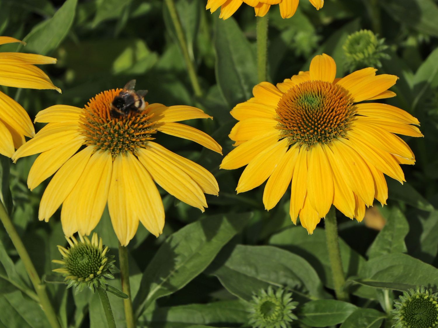 Scheinsonnenhut 'Sombrero Lemon Yellow' - Echinacea purpurea 'Sombrero Lemon Yellow'