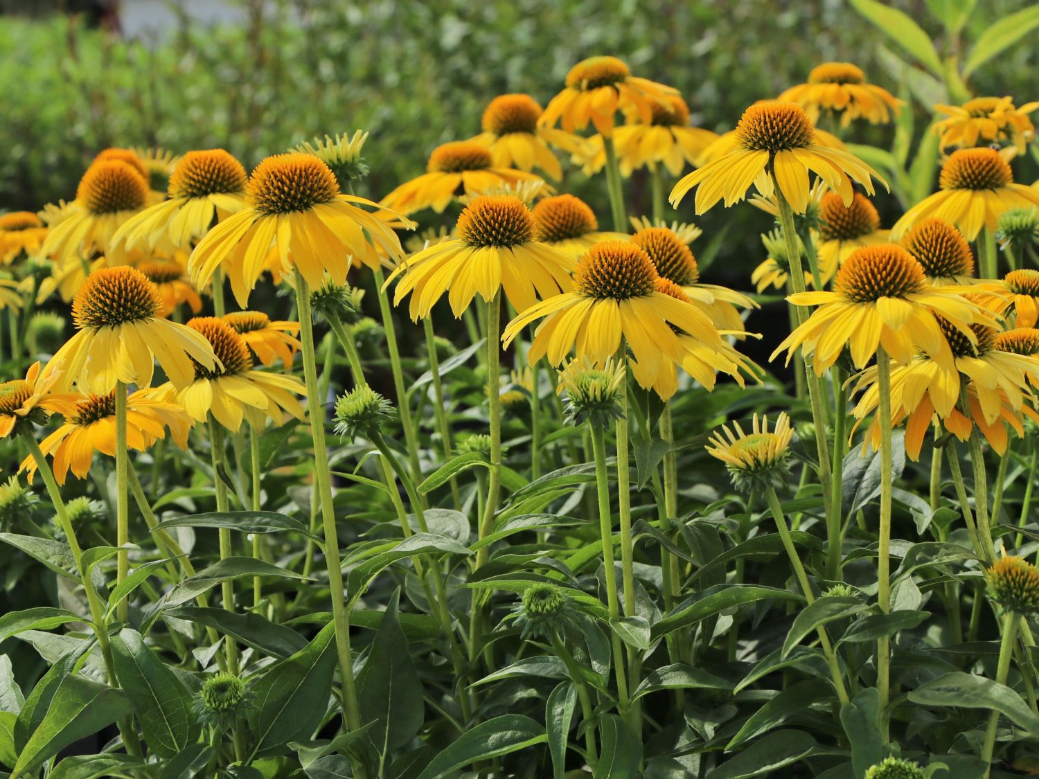 Scheinsonnenhut 'Sombrero Lemon Yellow' - Echinacea purpurea 'Sombrero Lemon Yellow'