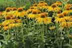 Scheinsonnenhut 'Sombrero Lemon Yellow' - Echinacea purpurea 'Sombrero Lemon Yellow'
