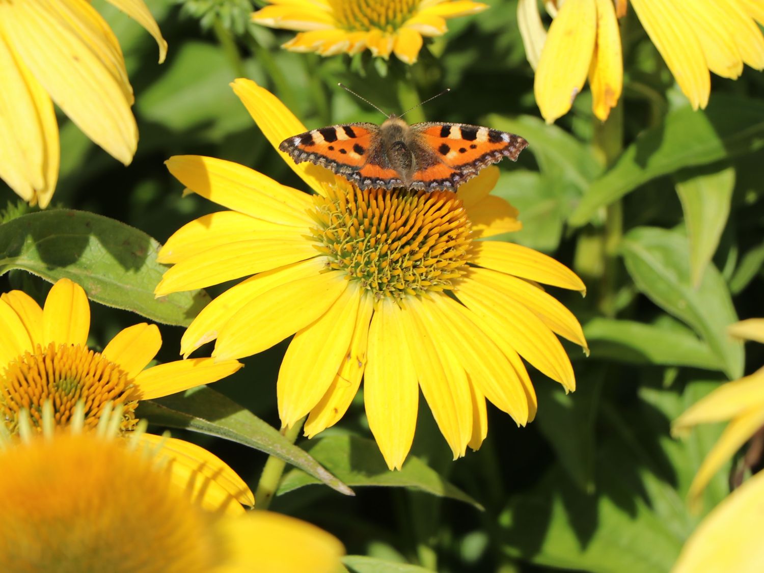Scheinsonnenhut 'Sombrero Lemon Yellow' - Echinacea purpurea 'Sombrero Lemon Yellow'