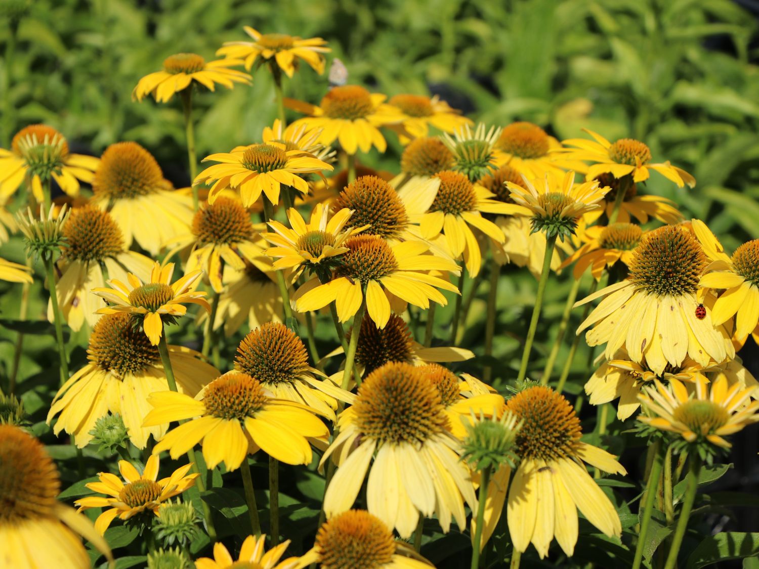 Scheinsonnenhut 'Sombrero Lemon Yellow' - Echinacea purpurea 'Sombrero Lemon Yellow'