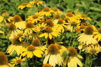 Scheinsonnenhut 'Sombrero Lemon Yellow' - Echinacea purpurea 'Sombrero Lemon Yellow'