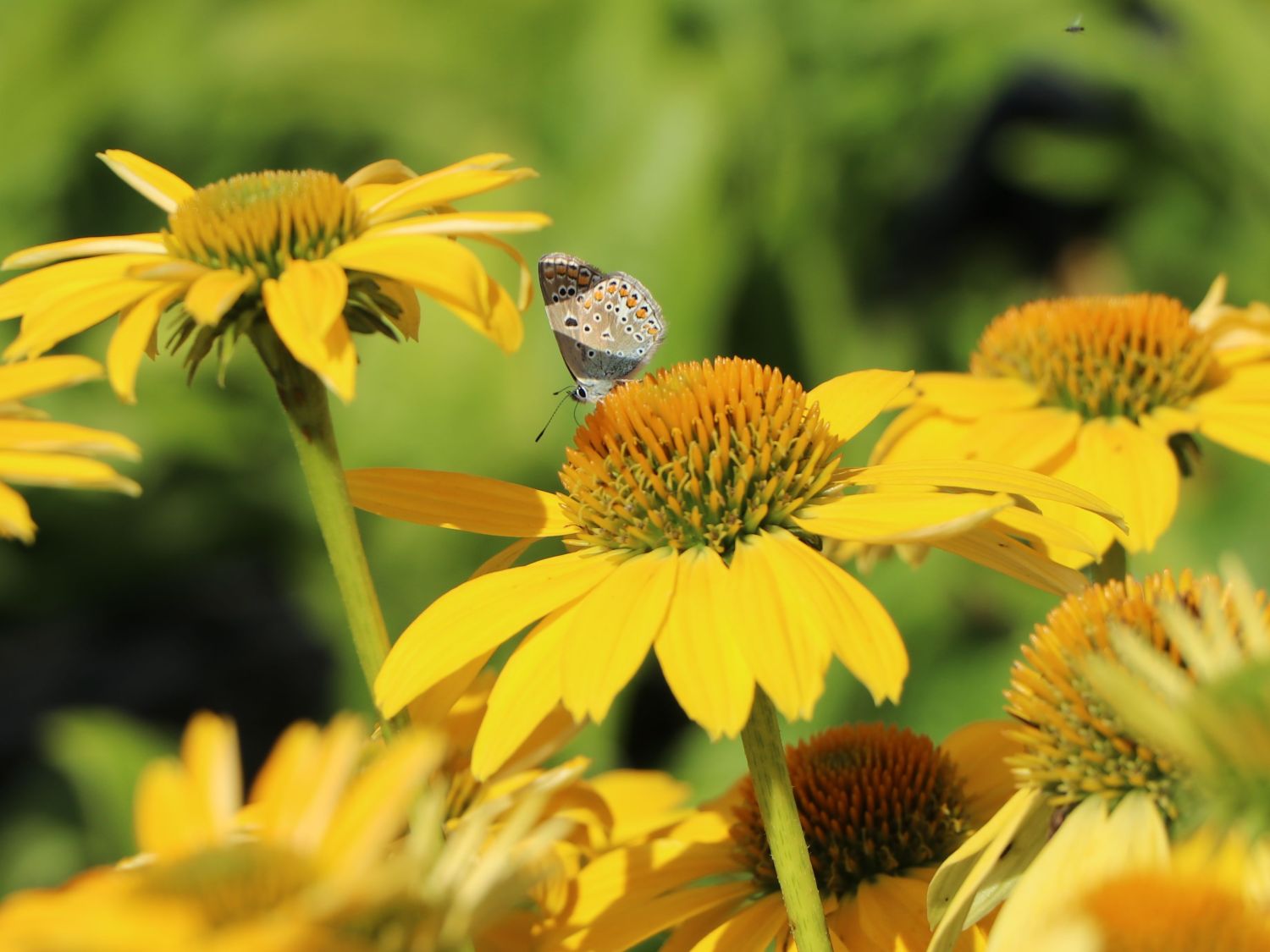 Scheinsonnenhut 'Sombrero Lemon Yellow' - Echinacea purpurea 'Sombrero Lemon Yellow'