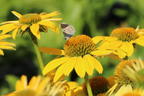 Scheinsonnenhut 'Sombrero Lemon Yellow' - Echinacea purpurea 'Sombrero Lemon Yellow'