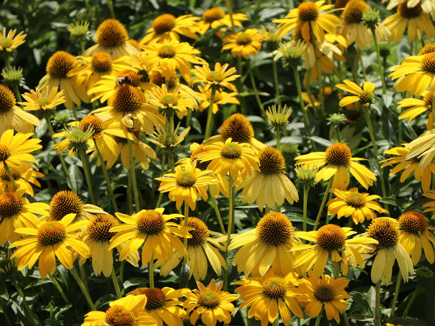 Scheinsonnenhut 'Sombrero Lemon Yellow' - Echinacea purpurea 'Sombrero Lemon Yellow'