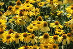 Scheinsonnenhut 'Sombrero Lemon Yellow' - Echinacea purpurea 'Sombrero Lemon Yellow'