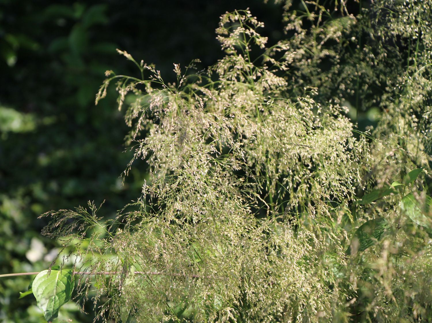 Späte Schmiele 'Tardiflora' - Deschampsia cespitosa 'Tardiflora'