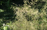 Späte Schmiele 'Tardiflora'