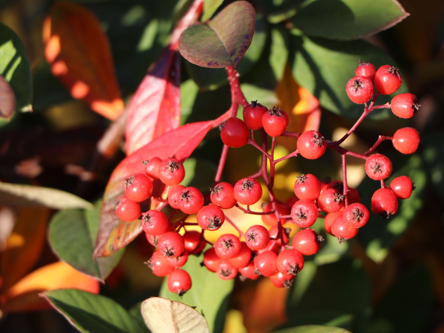 Späte Zwergmispel - Cotoneaster lacteus