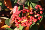 Späte Zwergmispel - Cotoneaster lacteus