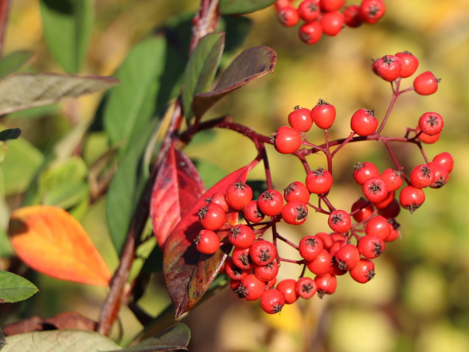 Späte Zwergmispel - Cotoneaster lacteus