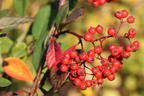 Späte Zwergmispel - Cotoneaster lacteus