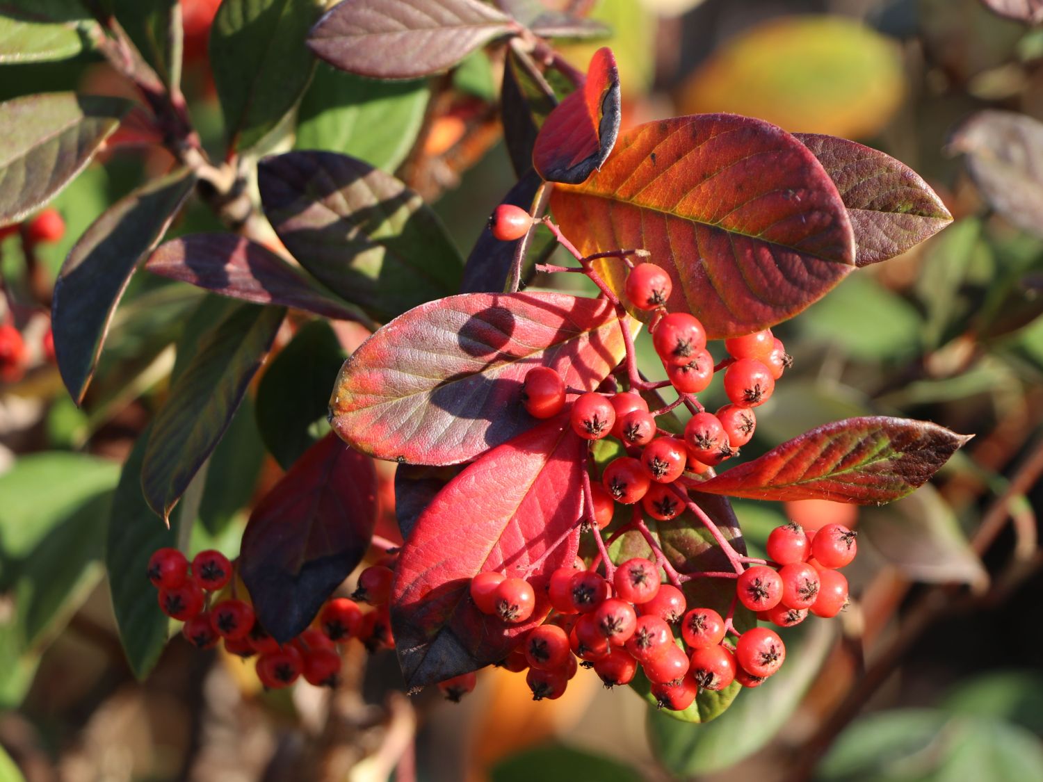 Späte Zwergmispel - Cotoneaster lacteus