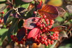 Späte Zwergmispel - Cotoneaster lacteus