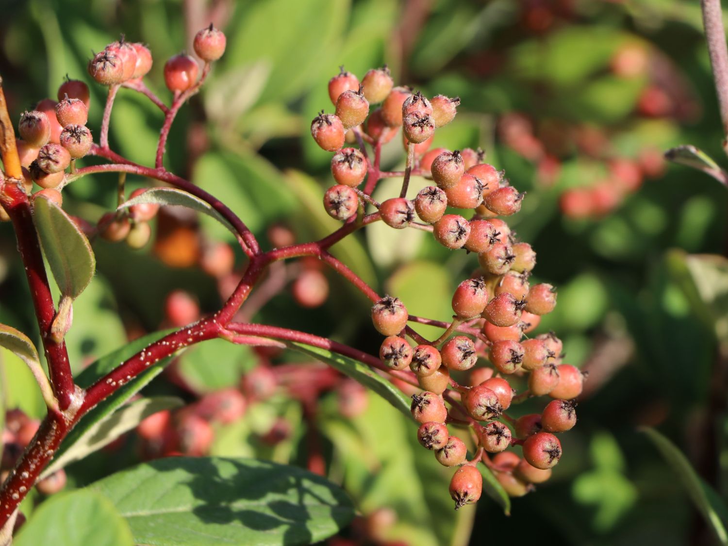 Späte Zwergmispel - Cotoneaster lacteus