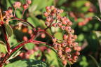 Späte Zwergmispel - Cotoneaster lacteus