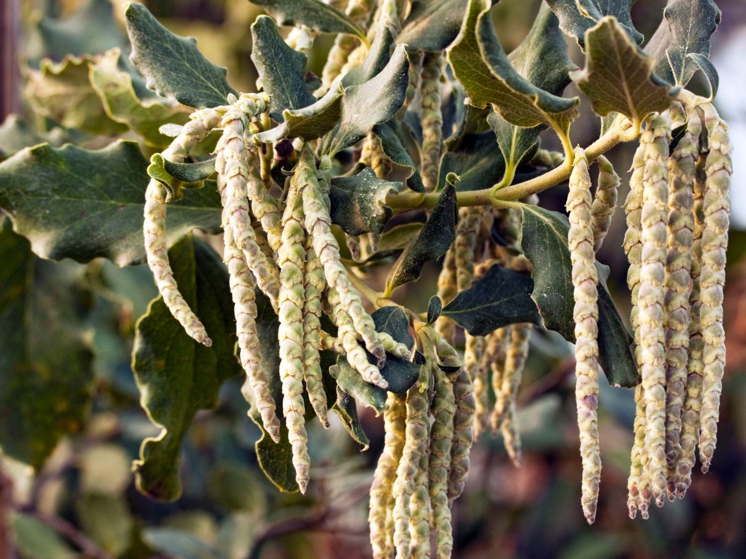Becherkätzchen (Garrya)