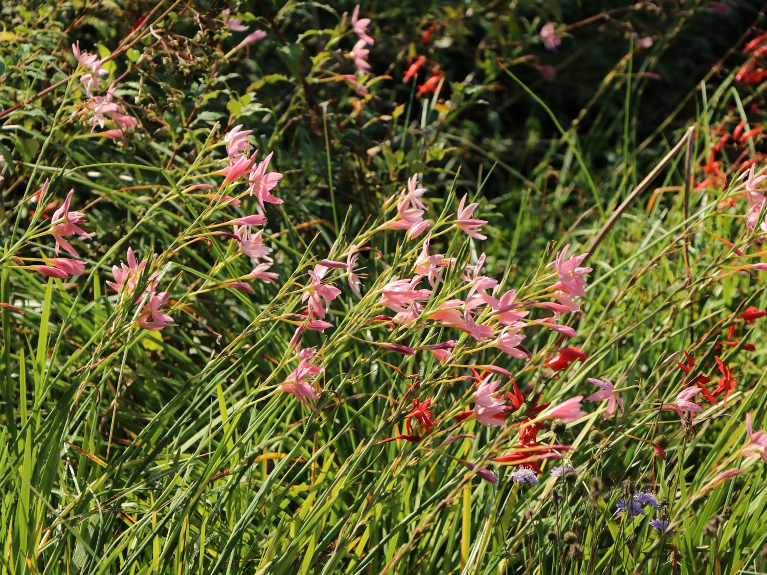 Schizostylis (Schizostylis)