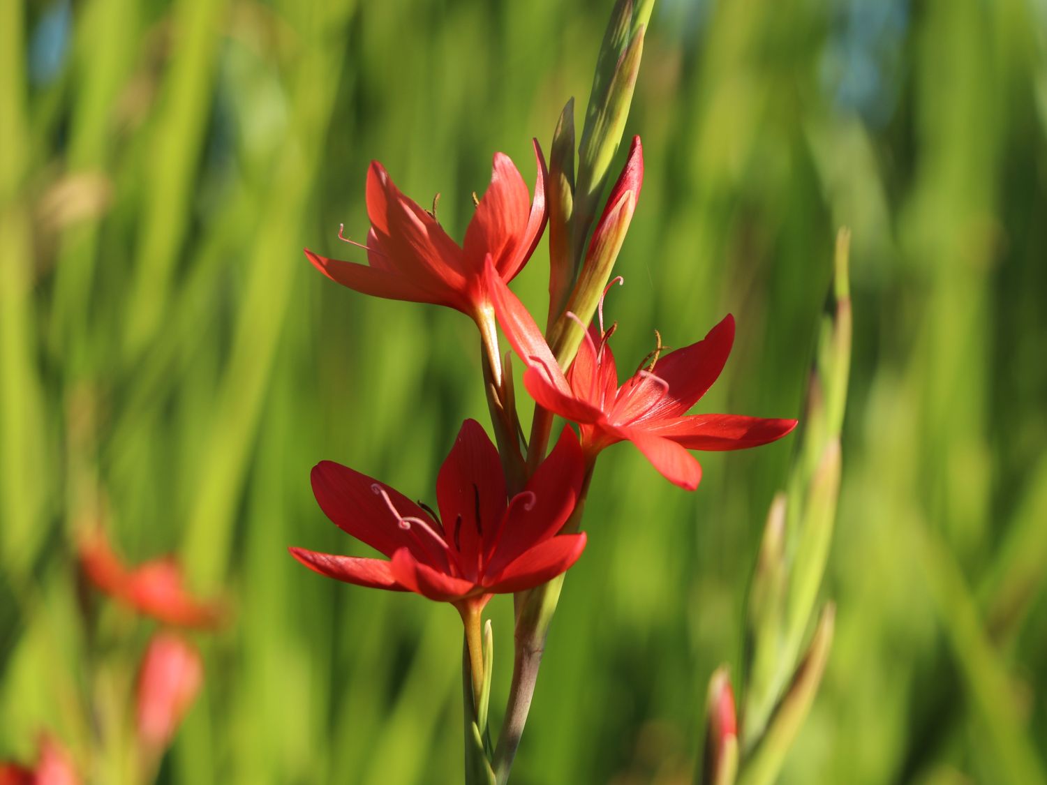 Spaltgriffel (Schizostylis coccinea) perfekte Stauden & Ratgeber