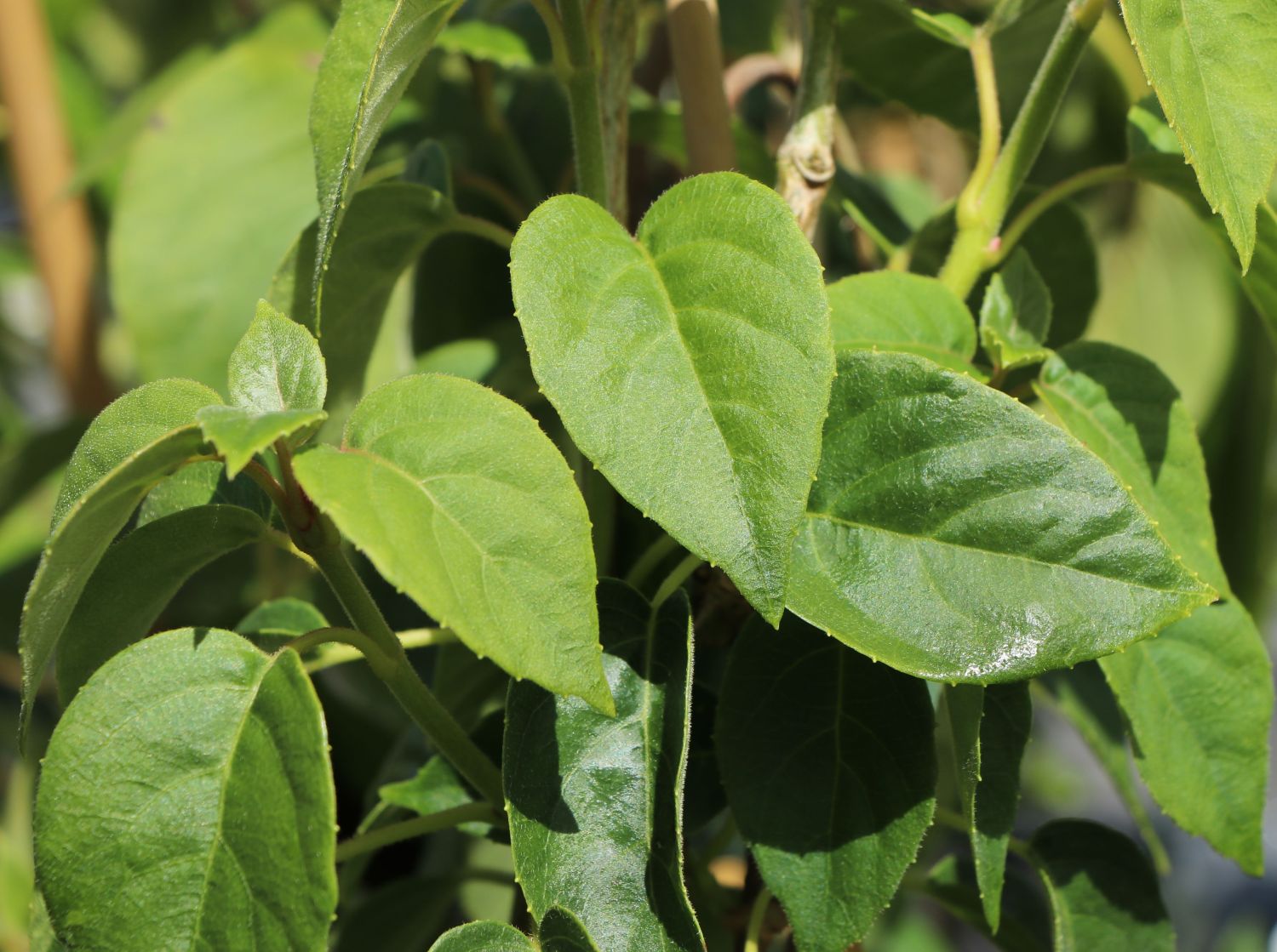 Spalthortensie 'Angel Wings' - Schizophragma fauriei 'Angel Wings'