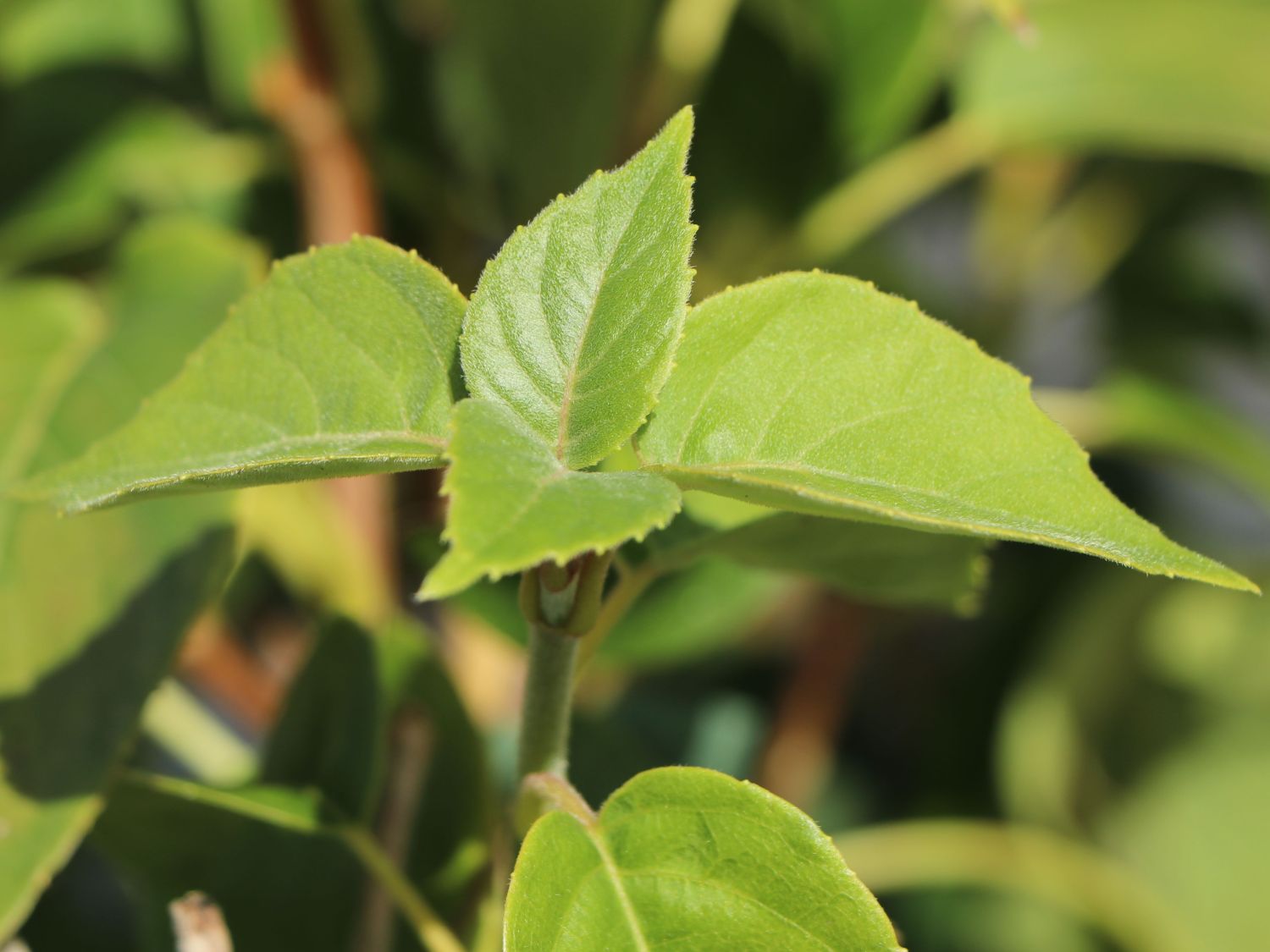 Spalthortensie 'Angel Wings' - Schizophragma fauriei 'Angel Wings'