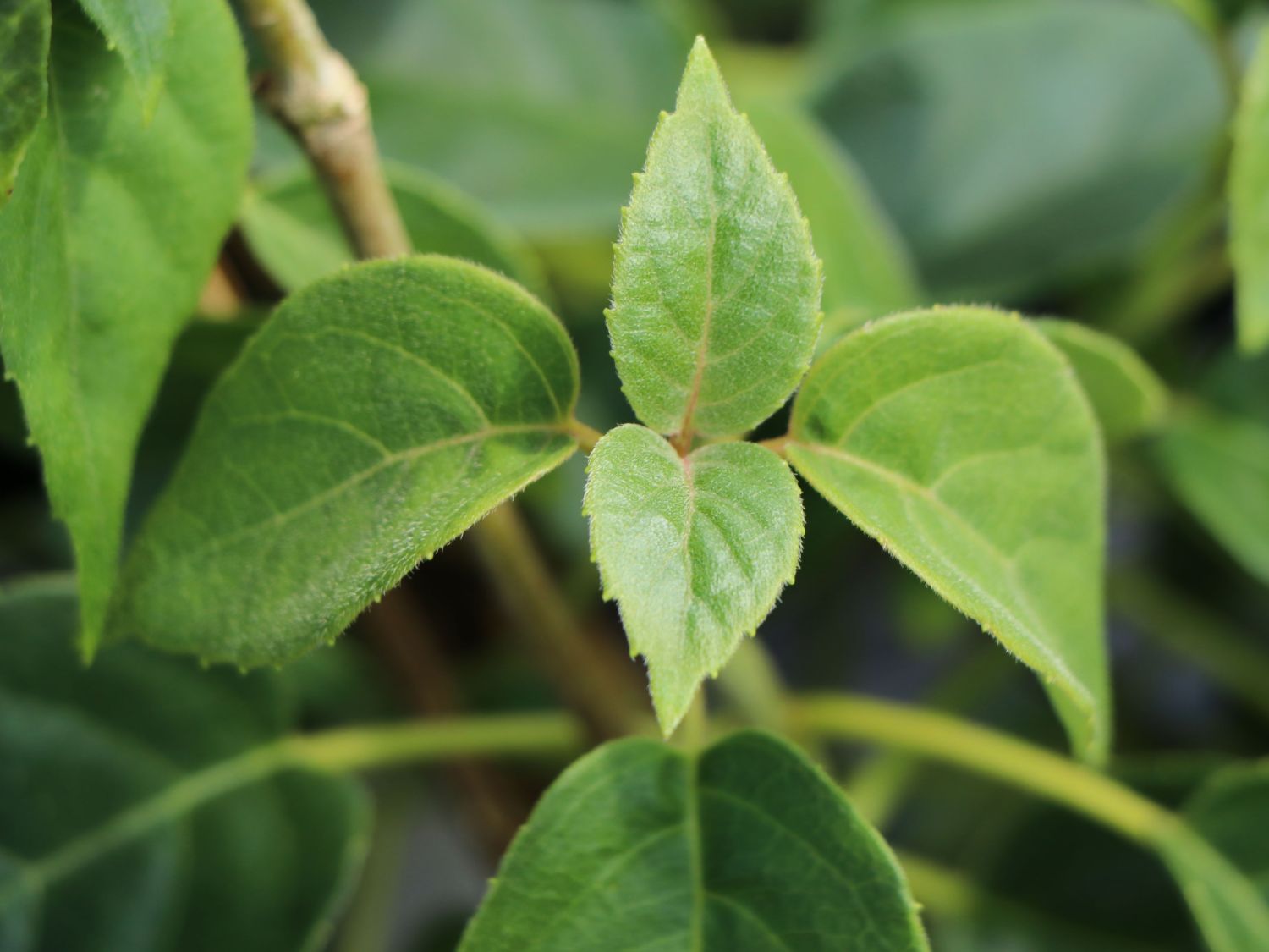 Spalthortensie 'Angel Wings' - Schizophragma fauriei 'Angel Wings'