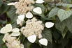 Spalthortensie 'Moonlight' - Schizophragma hydrangeoides 'Moonlight'
