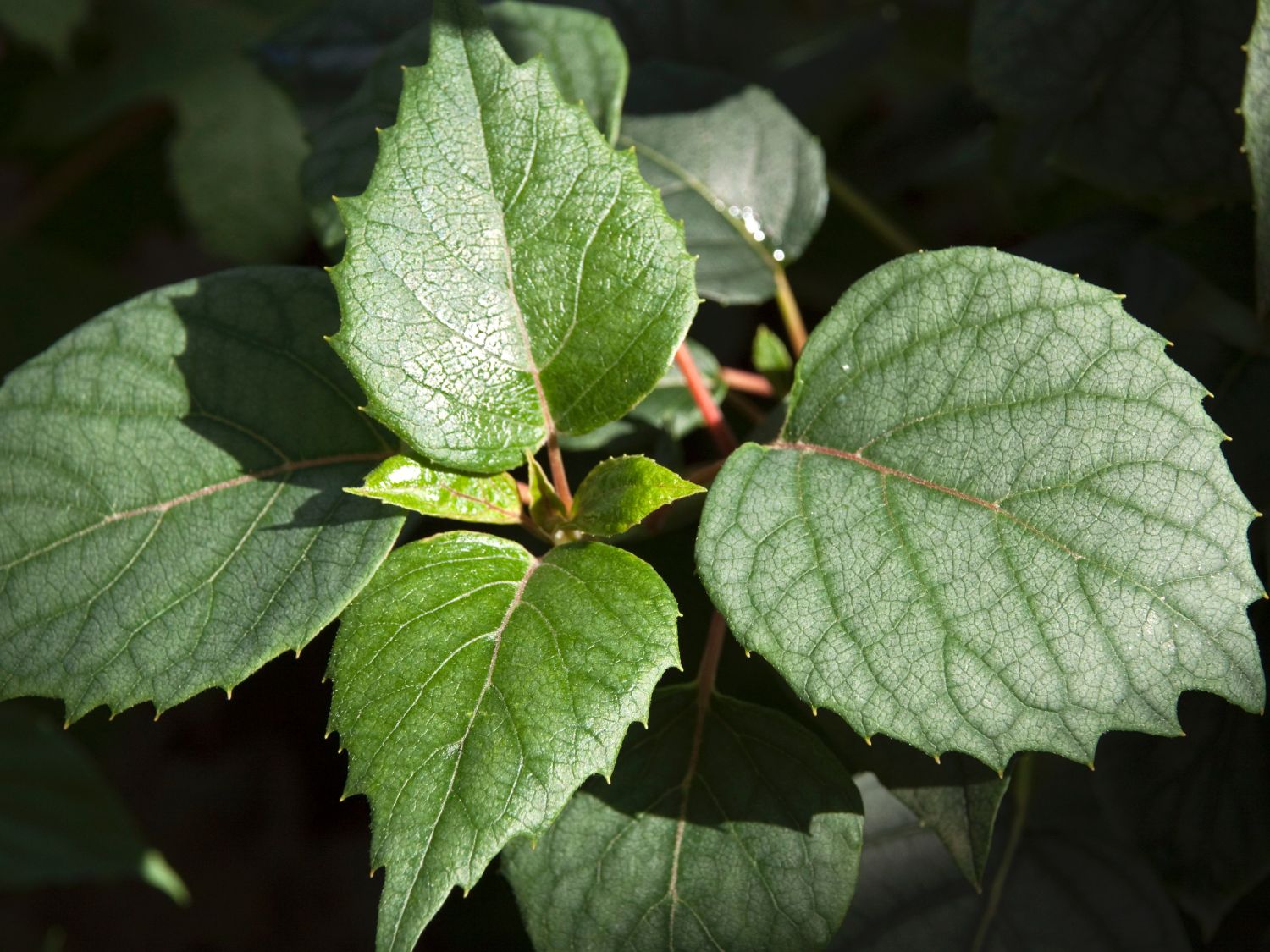 Spalthortensie 'Moonlight' - Schizophragma hydrangeoides 'Moonlight'