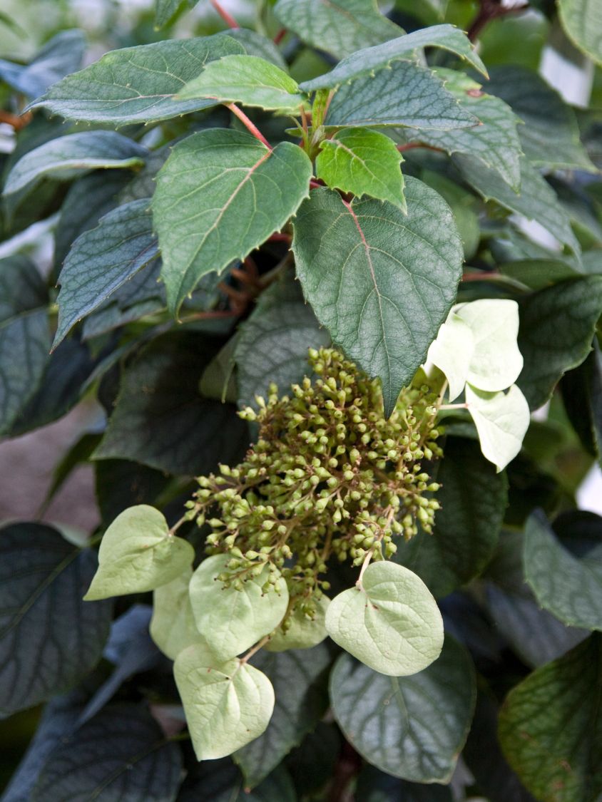 Spalthortensie 'Moonlight' - Schizophragma hydrangeoides 'Moonlight'