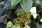 Spalthortensie 'Moonlight' - Schizophragma hydrangeoides 'Moonlight'