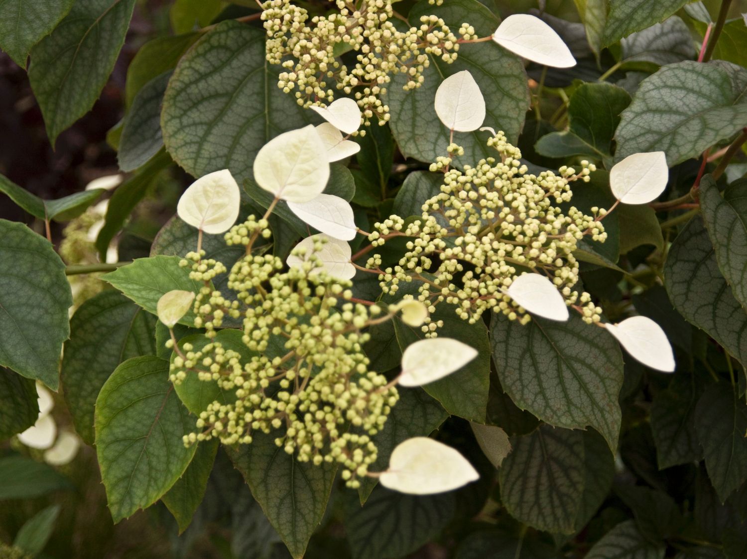 Spalthortensie 'Moonlight' - Schizophragma hydrangeoides 'Moonlight'