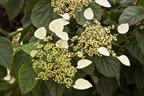 Spalthortensie 'Moonlight' - Schizophragma hydrangeoides 'Moonlight'