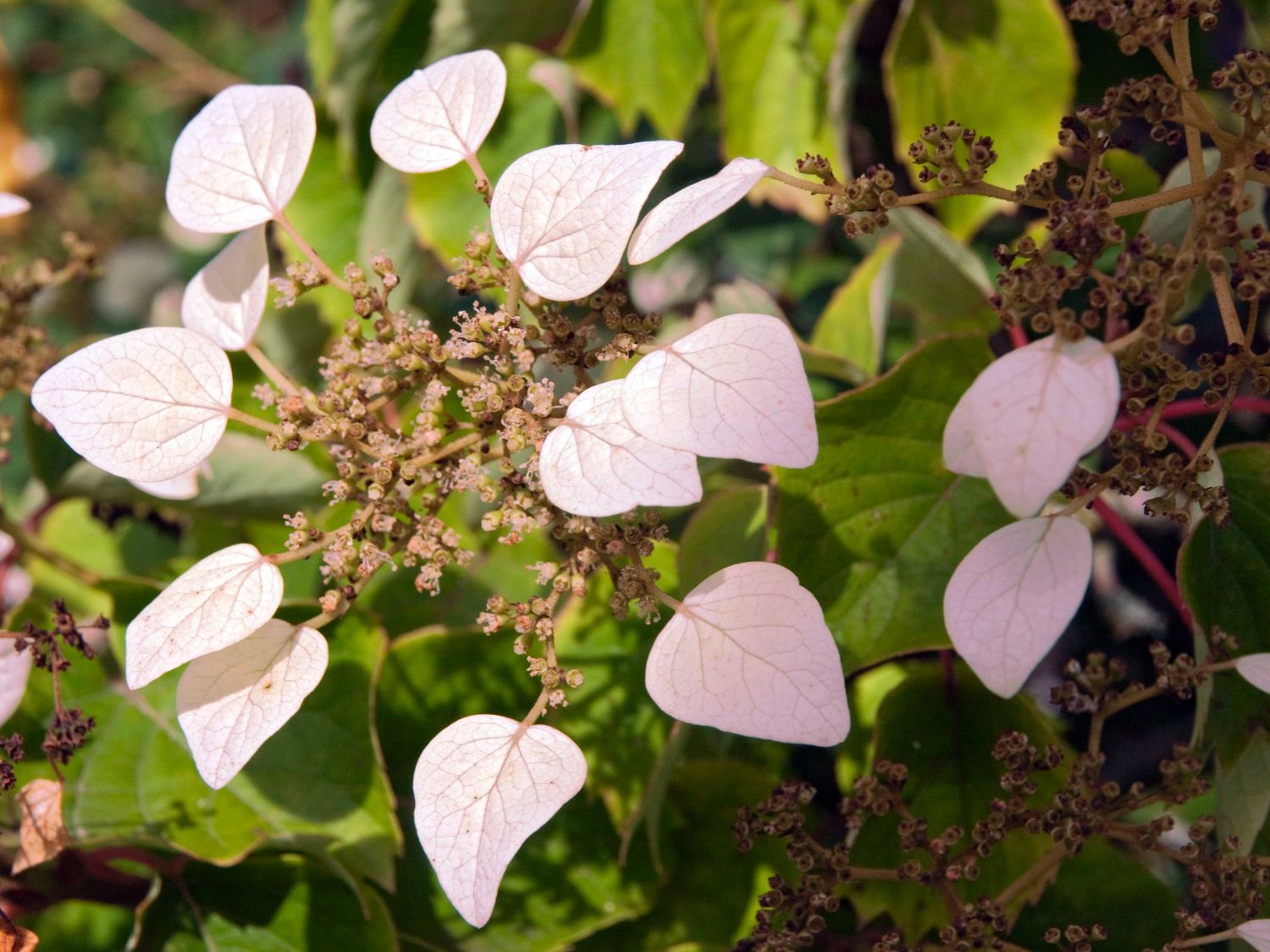 Schizophragma (Schizophragma)