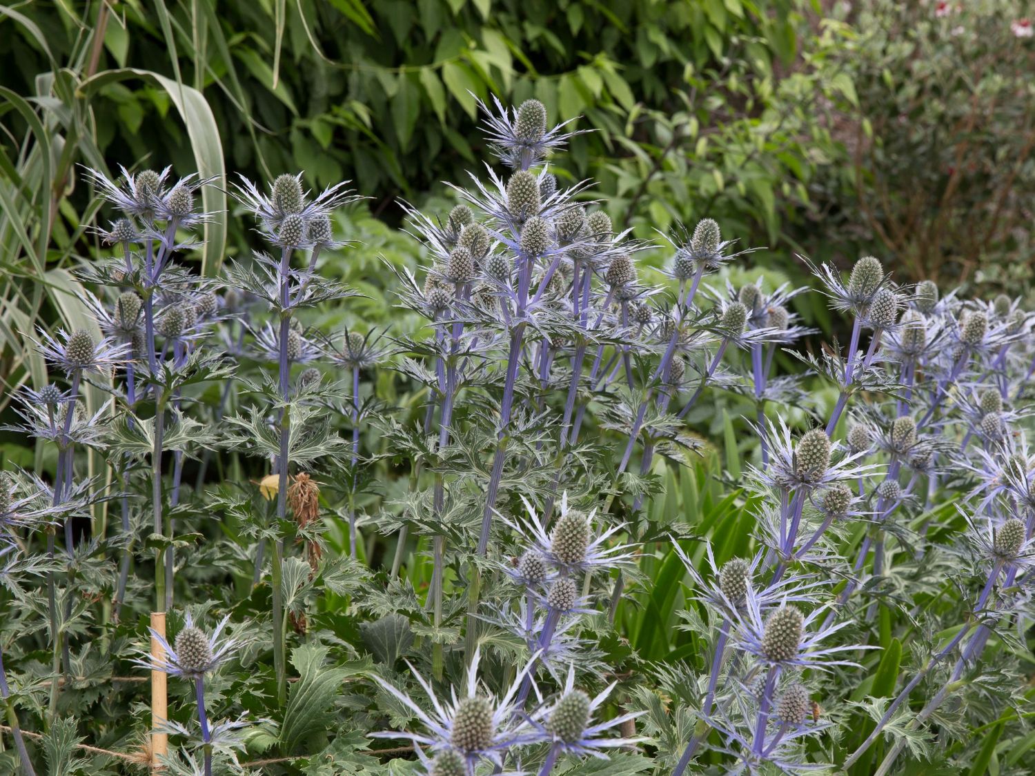 Doldenblütler (Apiaceae)