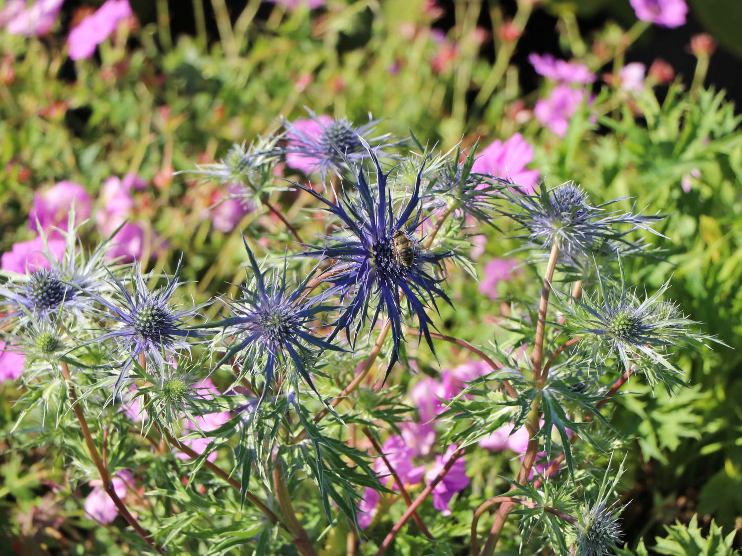 Spanischer Mannstreu 'Pen Blue'