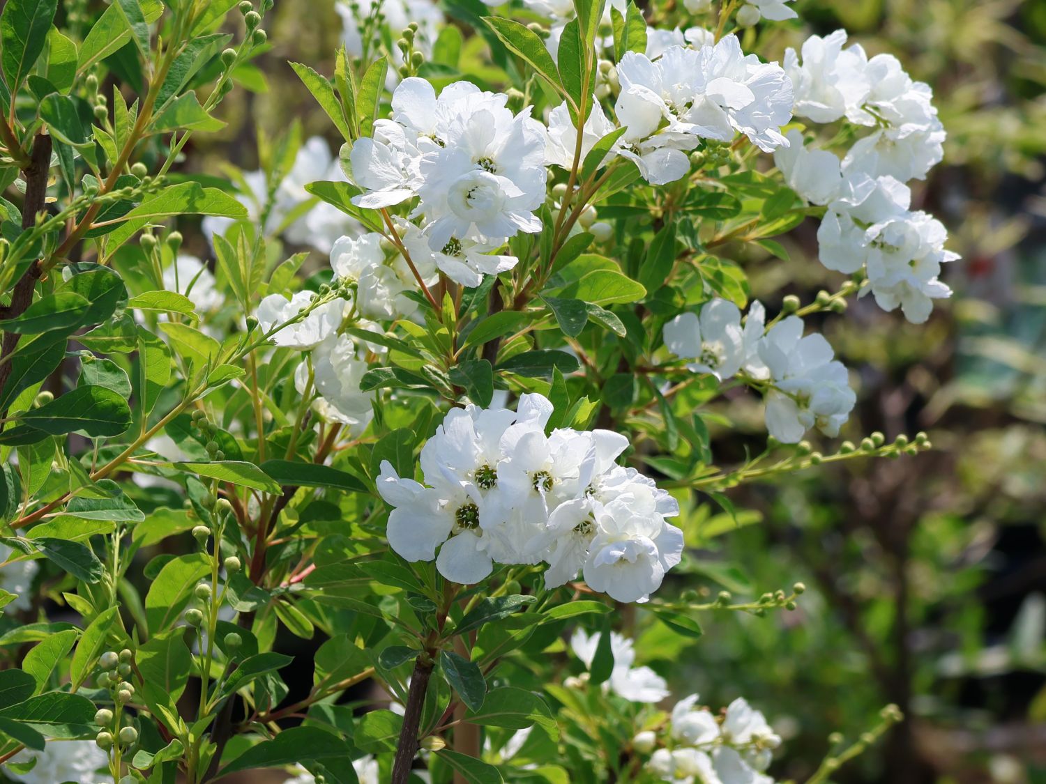 Sparrige Prunkspiere - Exochorda racemosa